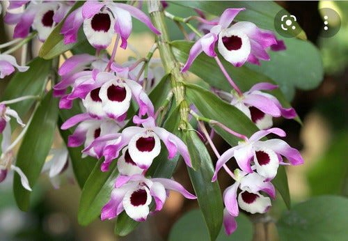 Misiones Online Combo 6 Orchid Species with Included Consultation 1