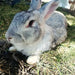 Mascotitas Flemish Giant, Californianos, and Neo Rabbits 0