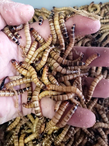 Tenebrio Gigante Larvas Vivas Alimento Vivo 2