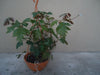 Cissus Plant Ivy Grapevine Deco Climbing Pot 2