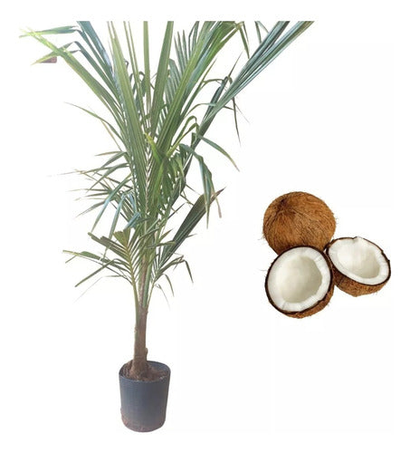 La Huertina Garden Coconut Palm Plant - Coco Bahiano! 0