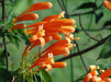 Bignonia Venusta Trumpet Vine Orange 3