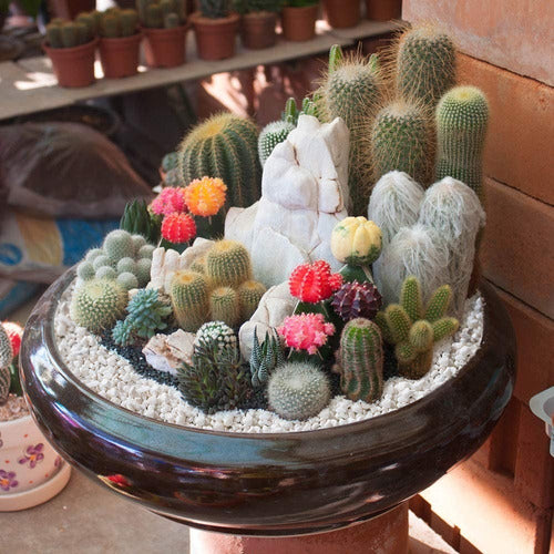 Only-Woman Decorative White Stones for Succulents and Cacti - 1 Kg 1