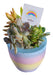 Casona.arg Succulent and Cactus Souvenirs and Centerpieces 0