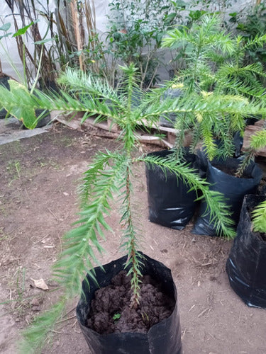 Araucaria Bidwilli Hermosa - E.gratis Caba Y Gba 3