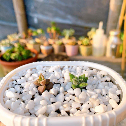 Only-Woman Decorative White Stones for Succulents and Cacti - 1 Kg 4