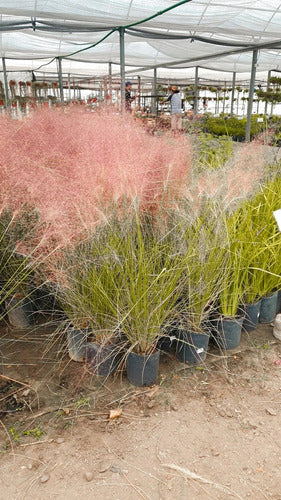 Muhlenbergia Capillaris Pink Flowering Grass Plant 2