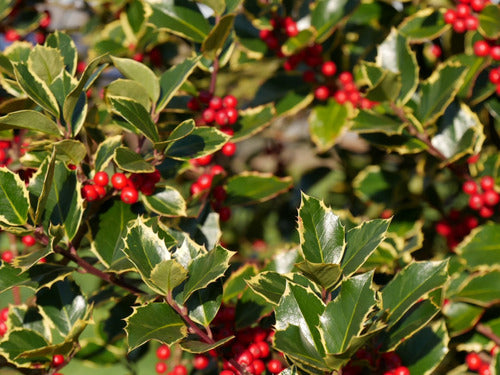 Ilex Aquifolium Aurea Variegata 1