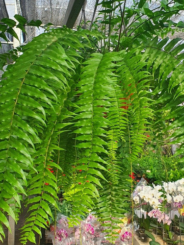 Helecho Macho!   Macho Fern ( Nephrolepis Exaltata) 1