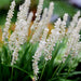 Liriope Muscari Silver Sunproof  (white Lilyturf) Blanca 2