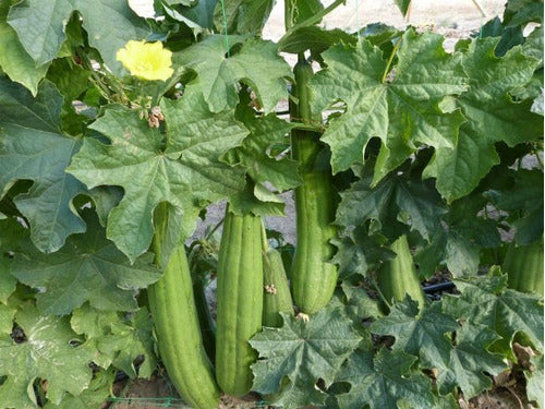 Huerta organica Luffa Vegetable Sponge Plant Seeds, 30 Units 1