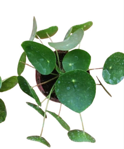 Planta Pilea Peperomioide Grande 0