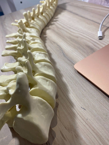 3D Printed Articulated Spine Model - Full Size 1