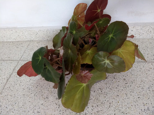 Begonia Erythrophylla 2