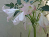 Crino Planta Crinum Blanco 6