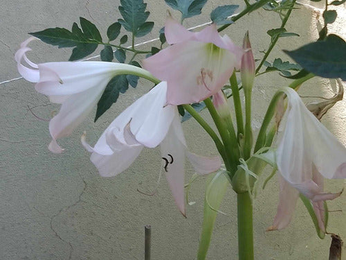 Crino Planta Crinum Blanco 6