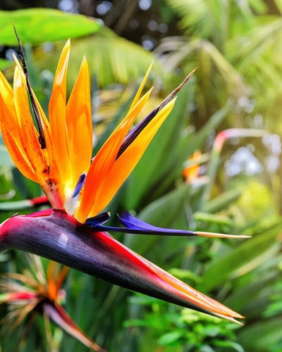 Zotami Plantas Strelitzia Reginae Flor Pajaro Ave 7L Naranja 2