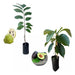 La Huertina Garden Combo 2 Fruiting Plants - Atemoya and Hass Avocado Grafted 0