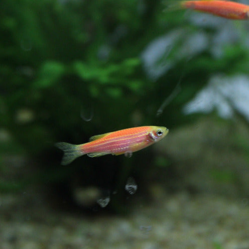 Acuaworld Tropical Fish Banderita Fluor or Danio E 0