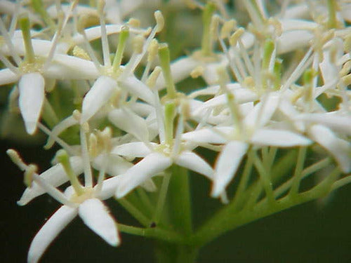 Cornejo Rojo, Cornus Sanguinea 10lts 4