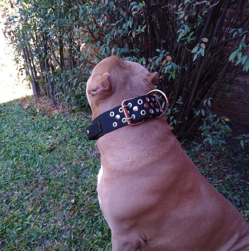 Stylish_dogg Pechera + Collar Con Agarre + Bozal - Pitbull, Boxer, etc. 2