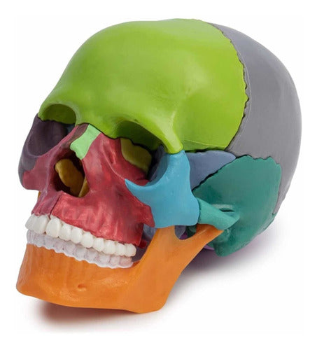 Scientific 3D Color Skull 1