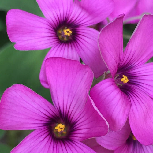 Mi Bosque de Alimentos Bulbos De Oxalis Articulata / Vinagrillo Rosado - 25 Unidades 2