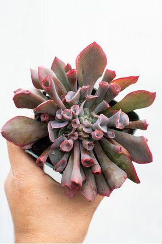 Frecuencia Verde Urbana Echeveria Trumpet Pink Suculenta Colección Maceta N° 8 1