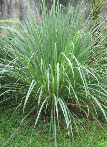 Pasto Limón, Lemongrass, Cymbopogon. Aromática Medicinal 0