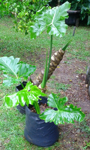 Philodendrum Planta Filodendro Gigante, Oreja De Elefante 1