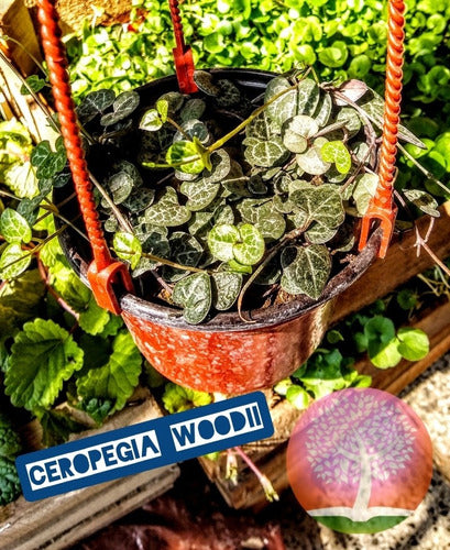 Ceropegia Woodii - Enredadera Rosario De Corazones 2