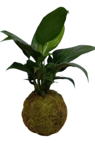 Planta Kokedama Spathiphyllum 0