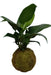 Planta Kokedama Spathiphyllum 0