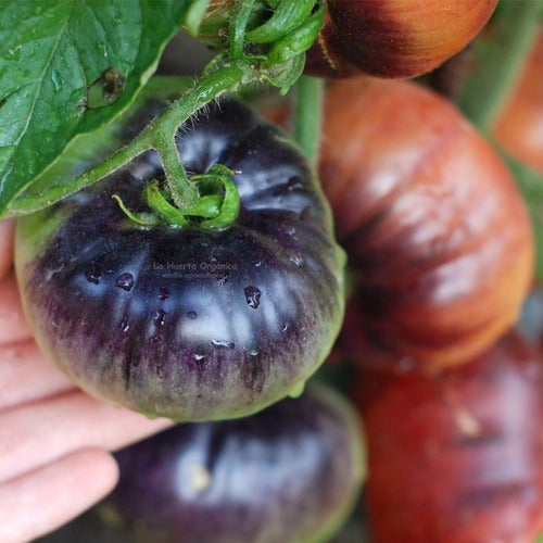 LA HUERTA ORGÁNICA Semillas Tomate Blue Beauty! Belleza Azul. Exóticos! 0