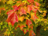 Acer Buergerianum 15lts 2