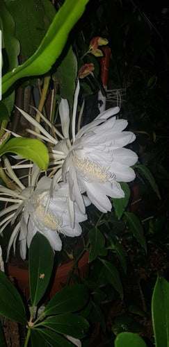 Augusbru Planta Dama De Noche (Epiphyllum) Maceta N*14//Colgante N*18 7