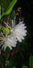 Augusbru Planta Dama De Noche (Epiphyllum) Maceta N*14//Colgante N*18 7