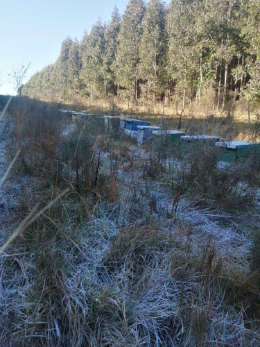 Núcleos Abejas - Reina 2024 3