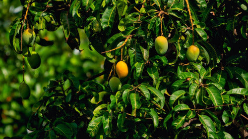 Grafted Mango Tree 1