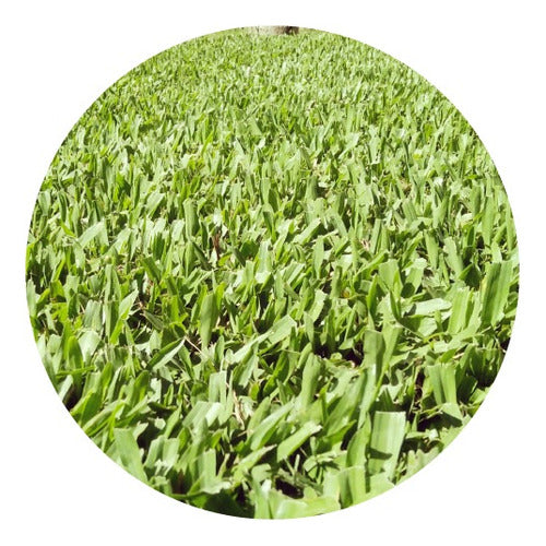 Bahia Grass for 10-20m2 0
