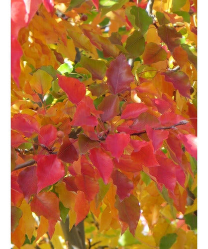 Peral De Flor - Pyrus Calleriana Chanticleer - Cañuelas 3