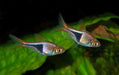 Mundo Acuatico Rasbora Surtida Chica Oferta Solo Con Mundo Acuatico 2