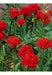 Rarísimas Plantas De Lychnis Chalcedonica, Cruz De Malta! 0