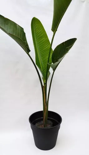 Strelitzia Nicolai Alta 10lts (esterlicia) 2