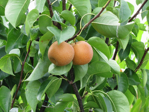 Pera Asiatica , Arbol Frutal 0