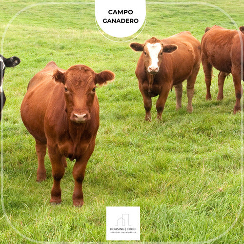 Artigas, Arriendo Campo Cría Ganado 7