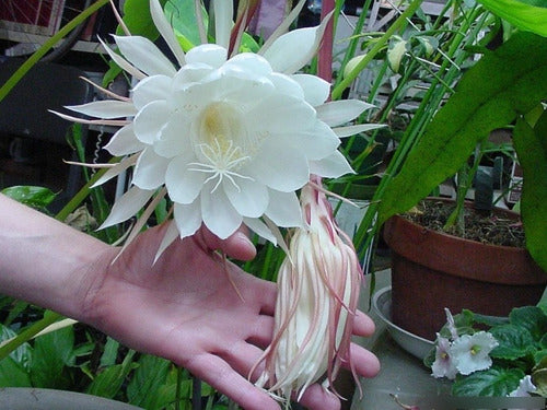 Epiphyllum Oxypetalum Dama De Noche Reina De Noche 0