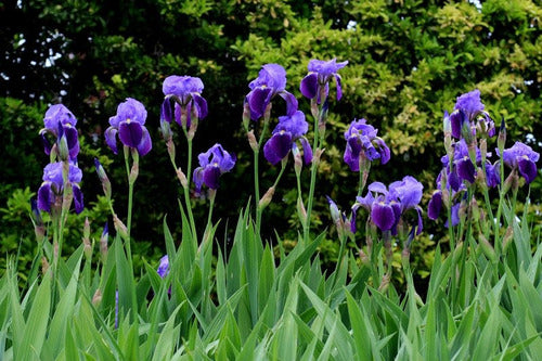 TROPICA Híbridos Germánica Iris, Plants, Various Colors, Plants! 1