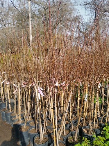 Cerezo Sakura (prunus Serrulata) En 10 Litros. Certificados 3