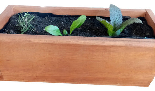 Huertahogar.uy Mini Wooden Garden with 3 Plants 1